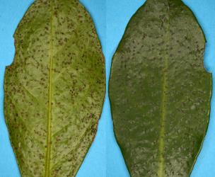 Brown spots on upper (right) and underside (left) of leaves of karaka, Corynocarpus laevigatusi (Corynocarpaceae), associated with karaka gall mite, Aculus corynocarpi (Acari: Eriophyidae). Creator: Nicholas A. Martin. © Plant & Food Research. [Image: 2HFP]