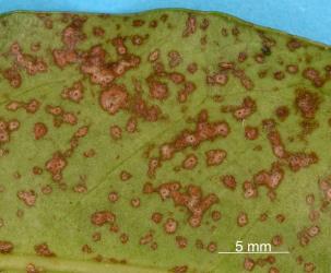 Brown spots on underside of leaf of karaka, Corynocarpus laevigatusi (Corynocarpaceae), with karaka gall mite, Aculus corynocarpi (Acari: Eriophyidae): note the white moulted skins. Creator: Nicholas A. Martin. © Plant & Food Research. [Image: 2HFQ]