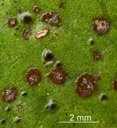 Brown spots on underside of leaf of karaka, Corynocarpus laevigatusi (Corynocarpaceae), with karaka gall mite, Aculus corynocarpi (Acari: Eriophyidae): note the white moulted skins. Creator: Nicholas A. Martin. © Plant & Food Research. [Image: 2HFR]