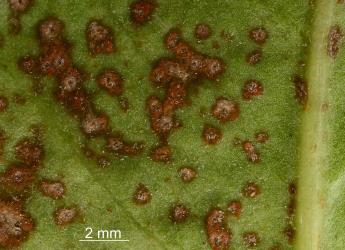 Brown spots on underside of leaf of karaka, Corynocarpus laevigatusi (Corynocarpaceae), with karaka gall mite, Aculus corynocarpi (Acari: Eriophyidae): note the white moulted skins. Creator: Nicholas A. Martin. © Plant & Food Research. [Image: 2HFS]