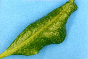 Distorted leaf of karaka, Corynocarpus laevigatusi (Corynocarpaceae), caused by feeding of karaka gall mite, Aculus corynocarpi (Acari: Eriophyidae). Creator: Nicholas A. Martin. © Plant & Food Research. [Image: 2HFT]