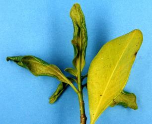 Distorted leaves of karaka, Corynocarpus laevigatusi (Corynocarpaceae), caused by feeding of karaka gall mite, Aculus corynocarpi (Acari: Eriophyidae). Creator: Nicholas A. Martin. © Plant & Food Research. [Image: 2HFV]