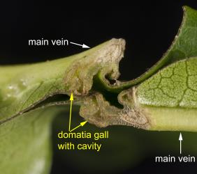 Section through domatia gall on leaf of puriri, Vitex lucens Kirk (Labiatae). The domatia galls induced are by puriri domatia gall mite: Asetilobus hodgkinsi (Acari: Eriophyidae), that lives in the cavity of the gall. Creator: Tim Holmes. © Plant & Food Research. [Image: 2HIH]