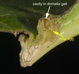 Section through domatia gall on leaf of puriri, Vitex lucens Kirk (Labiatae). The domatia galls are induced by puriri domatia gall mite: Asetilobus hodgkinsi (Acari: Eriophyidae), that lives in the cavity of the gall. Creator: Tim Holmes. © Plant & Food Research. [Image: 2HII]