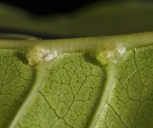 Underside of leaf of puriri, Vitex lucens Kirk (Labiatae) with domatia galls induced by puriri domatia gall mite: Asetilobus hodgkinsi (Acari: Eriophyidae), the original opening into the domatia was on the left side of the gall and side vein. Creator: Tim Holmes. © Plant & Food Research. [Image: 2HIJ]