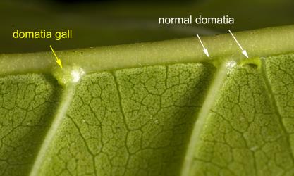 Underside of leaf of puriri, Vitex lucens Kirk (Labiatae) with domatia gall induced by puriri domatia gall mite: Asetilobus hodgkinsi (Acari: Eriophyidae), and normal domatia formed where side veins join the main vein. Creator: Tim Holmes. © Plant & Food Research. [Image: 2HIK]