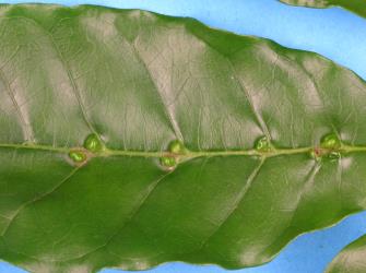 Upper side of leaf of puriri, Vitex lucens Kirk (Labiatae) with domatia galls induced by puriri domatia gall mite: Asetilobus hodgkinsi (Acari: Eriophyidae). Creator: Nicholas A. Martin. © Plant & Food Research. [Image: 2HIL]