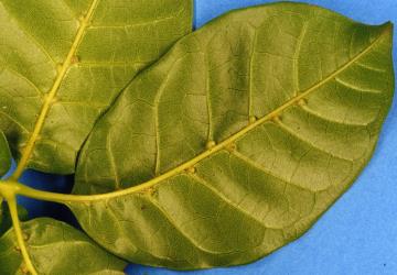 Underside of leaf of puriri, Vitex lucens Kirk (Labiatae) with domatia galls induced by puriri domatia gall mite: Asetilobus hodgkinsi (Acari: Eriophyidae). Creator: Nicholas A. Martin. © Plant & Food Research. [Image: 2HIM]