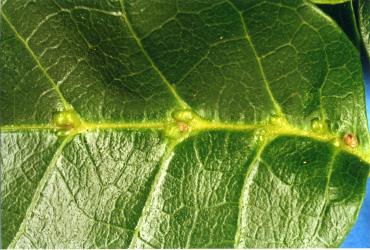 Upper side of leaf of puriri, Vitex lucens Kirk (Labiatae) with domatia galls induced by puriri domatia gall mite: Asetilobus hodgkinsi (Acari: Eriophyidae). Creator: Nicholas A. Martin. © Plant & Food Research. [Image: 2HIP]