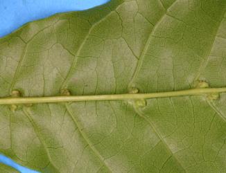 Underside of leaf of puriri, Vitex lucens Kirk (Labiatae) with domatia gall induced by puriri domatia gall mite: Asetilobus hodgkinsi (Acari: Eriophyidae), and normal domatia formed where side veins join the main vein. Creator: Nicholas A. Martin. © Plant & Food Research. [Image: 2HJ2]