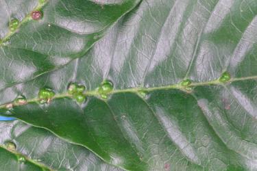 Upper side of leaf of puriri, Vitex lucens Kirk (Labiatae) with domatia galls induced by puriri domatia gall mite: Asetilobus hodgkinsi (Acari: Eriophyidae). Creator: Nicholas A. Martin. © Plant & Food Research. [Image: 2HJ3]