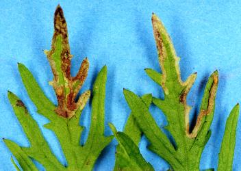 Mines in upper side of leaf of Australian fireweed, Senecio bipinnatisectus (Compositae), made by larvae of ragwort leafminer, Chromatomyia syngenesiae (Diptera: Agromyzidae). Creator: Nicholas A. Martin. © Plant & Food Research. [Image: 2HJG]