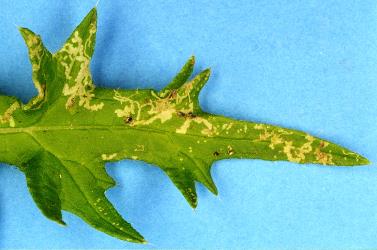 Mines in upper side of leaf of spear thistle, Cirsium vulgare (Compositae), made by larvae of ragwort leafminer, Chromatomyia syngenesiae (Diptera: Agromyzidae). Creator: Nicholas A. Martin. © Plant & Food Research. [Image: 2HJH]