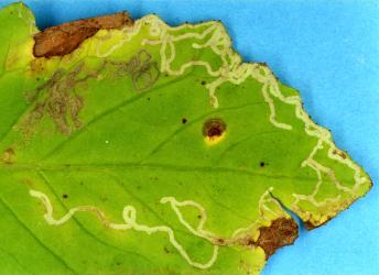 White leaf mines in puwhaureroa, Senecio rufiglandulosus (Compositae), made by larvae of ragwort leafminer, Chromatomyia syngenesiae (Diptera: Agromyzidae). The thin brown mines were made by a caterpillar, Stigmella ogygia (Meyrick, 1889) (Lepidoptera: Nepticulidae). Creator: Nicholas A. Martin. © Plant & Food Research. [Image: 2HJI]