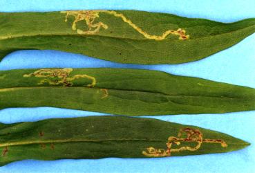 Mines in leaves of Michaelmas daisy, Aster sp. 'garden cultivar' (Compositae), made by larvae of ragwort leafminer, Chromatomyia syngenesiae (Diptera: Agromyzidae). Creator: Nicholas A. Martin. © Plant & Food Research. [Image: 2HJJ]