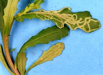 Mines in upper side of leaf of common groundsel, Senecio vulgaris (Compositae), made by larvae of ragwort leafminer, Chromatomyia syngenesiae (Diptera: Agromyzidae). Creator: Nicholas A. Martin. © Plant & Food Research. [Image: 2HJK]