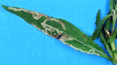 Leaf mines in fireweed, Senecio minimus (Compositae), made by larvae of ragwort leafminer, Chromatomyia syngenesiae (Diptera: Agromyzidae). Creator: Nicholas A. Martin. © Plant & Food Research. [Image: 2HJM]