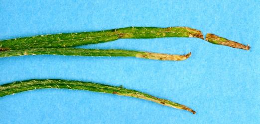 Leaf mines in cotton fireweed, Senecio quadridentatus (Compositae), made by larvae of ragwort leafminer, Chromatomyia syngenesiae (Diptera: Agromyzidae). Creator: Nicholas A. Martin. © Plant & Food Research. [Image: 2HJN]