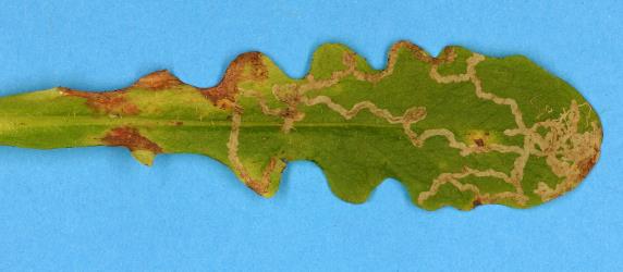 Mines in upper side of leaf of cats ear, Hypochaeris radicata (Compositae), made by larvae of ragwort leafminer, Chromatomyia syngenesiae (Diptera: Agromyzidae). Creator: Nicholas A. Martin. © Plant & Food Research. [Image: 2HJR]