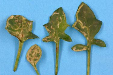 Mines in upper side of leaves of candle plant, Kleinia articulata (Compositae), made by larvae of ragwort leafminer, Chromatomyia syngenesiae (Diptera: Agromyzidae). Creator: Nicholas A. Martin. © Plant & Food Research. [Image: 2HJU]