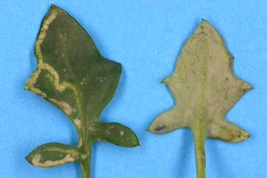Mines in upper side (left) and underside (right) of leaves of candle plant, Kleinia articulata (Compositae), made by larvae of ragwort leafminer, Chromatomyia syngenesiae (Diptera: Agromyzidae): note the brown puparium on the underside of leaf. Creator: Nicholas A. Martin. © Plant & Food Research. [Image: 2HJV]