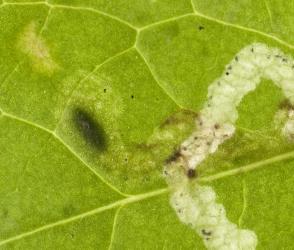 Mine on upper side of leaf of common sow thistle, Sonchus oleraceus (Compositae), made by larvae of ragwort leafminer, Chromatomyia syngenesiae (Diptera: Agromyzidae): note the dark oval shadow of a puparium in a mine on the underside of the leaf. Creator: Tim Holmes. © Plant & Food Research. [Image: 2HJW]