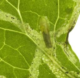 Larva of ragwort leafminer, Chromatomyia syngenesiae (Diptera: Agromyzidae), making a mine in common sow thistle, Sonchus oleraceus (Compositae). Creator: Tim Holmes. © Plant & Food Research. [Image: 2HK0]