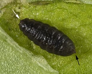 Larva of ragwort leafminer, Chromatomyia syngenesiae (Diptera: Agromyzidae), dissected from a mine on common sow thistle, Sonchus oleraceus (Compositae). The white arrow points to the black mandible and supporting skeleton; the black arrow points to one of the two black posterior stigmata with the openings of the trachea, air ducts. Creator: Tim Holmes. © Plant & Food Research. [Image: 2HK1]
