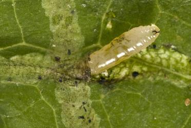 Larva of ragwort leafminer, Chromatomyia syngenesiae (Diptera: Agromyzidae), partly dissected from a mine on common sow thistle, Sonchus oleraceus (Compositae). Note the black mandible and supporting skeleton. Creator: Tim Holmes. © Plant & Food Research. [Image: 2HK3]