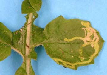 Mines in upper side of leaf of capeweed, Arctotheca calendula (Compositae), made by larvae of ragwort leafminer, Chromatomyia syngenesiae (Diptera: Agromyzidae). Creator: Nicholas A. Martin. © Plant & Food Research. [Image: 2HK6]