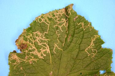 Leaf mines in cineraria, Pericallis x hybrida (Compositae), made by larvae of ragwort leafminer, Chromatomyia syngenesiae (Diptera: Agromyzidae). Creator: Nicholas A. Martin. © Plant & Food Research. [Image: 2HK7]