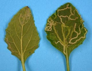 Mines in underside (left) and upper side (right) of leaves of cineraria, Pericallis x hybrida (Compositae), made by larvae of ragwort leafminer, Chromatomyia syngenesiae (Diptera: Agromyzidae). Creator: Nicholas A. Martin. © Plant & Food Research. [Image: 2HK8]