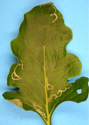 Mines in upper side of leaf of gerbera, Gerbera jamesonii (Compositae), made by larvae of ragwort leafminer, Chromatomyia syngenesiae (Diptera: Agromyzidae). Creator: Nicholas A. Martin. © Plant & Food Research. [Image: 2HK9]