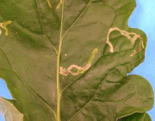 Mines in upper side of leaf of gerbera, Gerbera jamesonii (Compositae), made by larvae of ragwort leafminer, Chromatomyia syngenesiae (Diptera: Agromyzidae). Creator: Nicholas A. Martin. © Plant & Food Research. [Image: 2HKA]