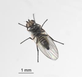 Underside of an adult female ragwort leafminer, Chromatomyia syngenesiae (Diptera: Agromyzidae). Creator: Tim Holmes. © Plant & Food Research. [Image: 2HKF]
