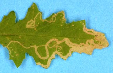 Leaf mines in fireweed, Senecio glomeratus (Compositae), made by larvae of ragwort leafminer, Chromatomyia syngenesiae (Diptera: Agromyzidae). Creator: Nicholas A. Martin. © Plant & Food Research. [Image: 2HKL]
