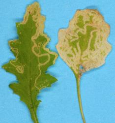Leaf mines in two leaves of fireweed, Senecio glomeratus (Compositae), made by larvae of ragwort leafminer, Chromatomyia syngenesiae (Diptera: Agromyzidae). Creator: Nicholas A. Martin. © Plant & Food Research. [Image: 2HKM]