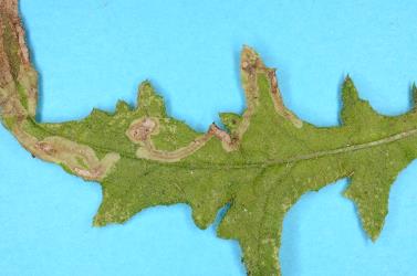 Leaf mines in fireweed, Senecio hispidulus (Compositae), made by larvae of ragwort leafminer, Chromatomyia syngenesiae (Diptera: Agromyzidae). Creator: Nicholas A. Martin. © Plant & Food Research. [Image: 2HKP]