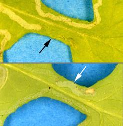 Upper (top) and underside (bottom of leaf of common sowthistle, Sonchus oleraceus (Compositae), with leaf mine made by larvae of ragwort leafminer, Chromatomyia syngenesiae (Diptera: Agromyzidae). The arrows show where the mine has changed from the upper side of the leaf to the underside just before pupation on the underside. Creator: Nicholas A. Martin. © Plant & Food Research. [Image: 2HKX]