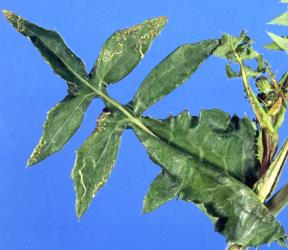 Leaf mines in common sowthistle, Sonchus oleraceus (Compositae), made by larvae of ragwort leafminer, Chromatomyia syngenesiae (Diptera: Agromyzidae). Creator: Nicholas A. Martin. © Plant & Food Research. [Image: 2HKY]