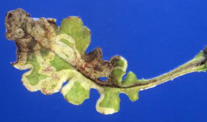 Leaf mines in fireweed, Senecio glomeratus (Compositae), made by larvae of ragwort leafminer, Chromatomyia syngenesiae (Diptera: Agromyzidae). Creator: Nicholas A. Martin. © Plant & Food Research. [Image: 2HKZ]