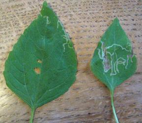 Leaf mines in potato weed, Galinsoga parviflora (Compositae), made by larvae of ragwort leafminer, Chromatomyia syngenesiae (Diptera: Agromyzidae). Creator: Nicholas A. Martin. © Nicholas A. Martin. [Image: 2HL0]