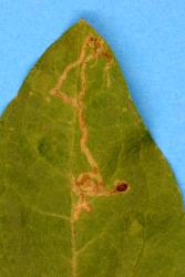 Leaf mines in sunflower, Helianthus annuus (Compositae), made by larvae of ragwort leafminer, Chromatomyia syngenesiae (Diptera: Agromyzidae). Creator: Nicholas A. Martin. © Plant & Food Research. [Image: 2HL7]
