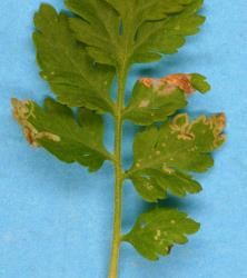 Leaf mines in Feverfew, Tanacetum parthenium (Compositae), made by larvae of ragwort leafminer, Chromatomyia syngenesiae (Diptera: Agromyzidae). Creator: Nicholas A. Martin. © Plant & Food Research. [Image: 2HL8]