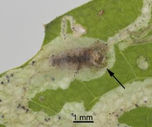 Puparium of ragwort leafminer, Chromatomyia syngenesiae (Diptera: Agromyzidae), after the adult fly has emerged. The black arrow points to the hole in the epidermis (skin) of the leaf and the split in the front of the puparium. Creator: Tim Holmes. © Plant & Food Research. [Image: 2HLC]
