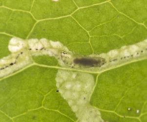 Dead larvae of ragwort leafminer, Chromatomyia syngenesiae (Diptera: Agromyzidae), with an internal parasitoid larva: note the dark parasitoid gut. Creator: Tim Holmes. © Plant & Food Research. [Image: 2HLE]