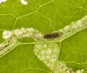 Dead larvae of ragwort leafminer, Chromatomyia syngenesiae (Diptera: Agromyzidae), with an internal parasitoid larva: note the dark parasitoid gut. Creator: Tim Holmes. © Plant & Food Research. [Image: 2HLF]