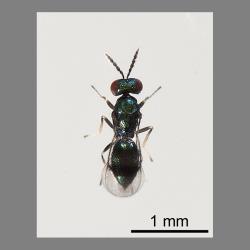 Adult parasitoid of ragwort leafminer, Chromatomyia syngenesiae (Diptera: Agromyzidae), top view. Creator: Tim Holmes. © Plant & Food Research. [Image: 2HLL]