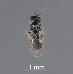 Adult parasitoid of ragwort leafminer, Chromatomyia syngenesiae (Diptera: Agromyzidae). The parasitoid larva had pupated in the fly puparium. Creator: Tim Holmes. © Plant & Food Research. [Image: 2HLQ]