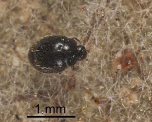 Adult spidermite ladybird, Stethorus sp. (Coleoptera: Coccinellidae). © All rights reserved. [Image: 2HRP]